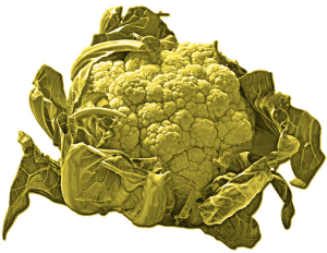 coliYellow
